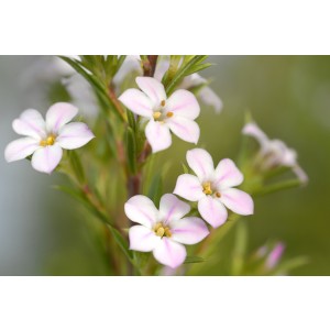 Diosma ericoides 10L 30/35