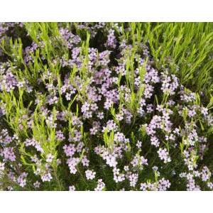 Diosma hirsuta "Pink Fountain" 2L 15/20