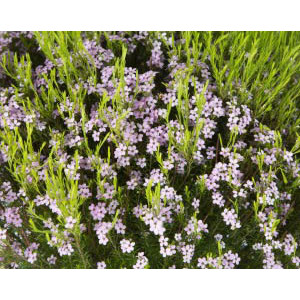 Diosma hirsuta "Pink Fountain" 2L R/C 15/20