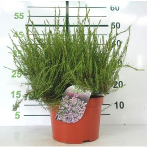 Diosma hirsuta "Pink Fountain" 7.5L