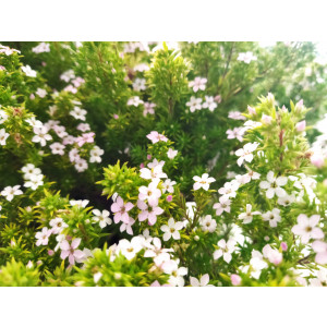 Diosma hirsuta "Sunset Gold" 5L 20/25 DP 25/30