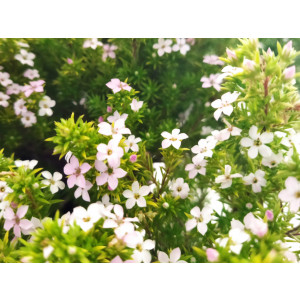 Diosma hirsuta "Sunset Gold" 10L 15/20 DP 20/30