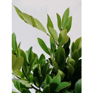 Distylium myricoides "Blue Cascade" ® 2L 15/20 DP 15/20