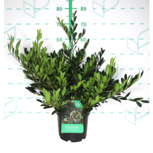 Distylium myricoides "Blue Cascade" ® 5L Deco 20/30 DP 30/40