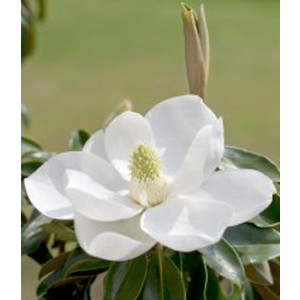 Magnolia "Double Diamond" 10L 190/200