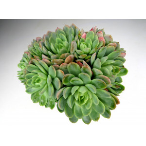 Echeveria elegans 1L