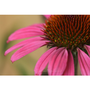 Echinacea  3L 25/35