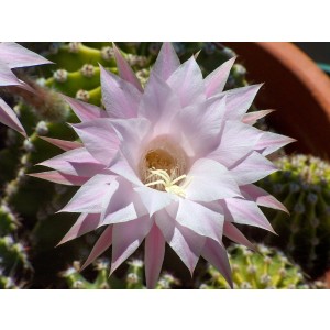 Echinopsis multiplex 1L