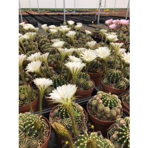 Echinopsis multiplex 2.5L