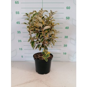 Elaeagnus x ebbingei "Viveleg"  5L 40/50