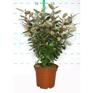 Elaeagnus x ebbingei "Compacta" 3L 35/45