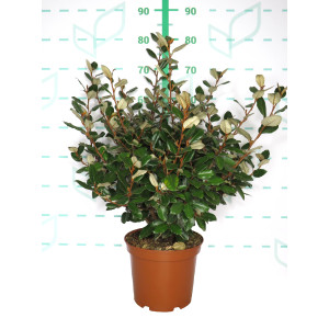 Elaeagnus x ebbingei "Compacta" 5L 45/55