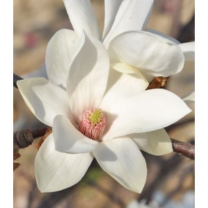 Magnolia "Elisa Odenwald" 7.5L 70/90  Injertada