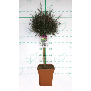 Leptospermum scoparium 11L Cuadrada Ht 50 80/100