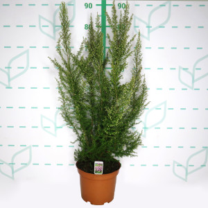 Erica arborea 4L 35/45
