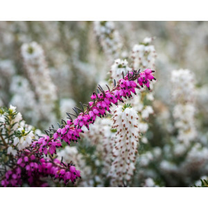 Erica darleyensis 3L 15/20