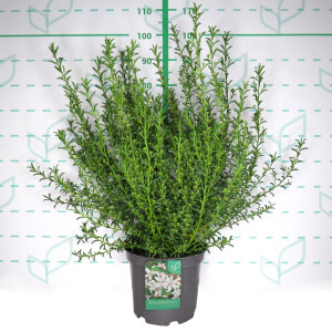 Eriostemon myoporoides 10L 40/50