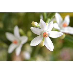Eriostemon myoporoides 2.5L 40/50