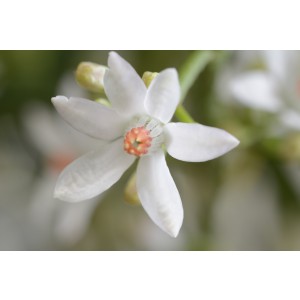 Eriostemon myoporoides 5L 45/55