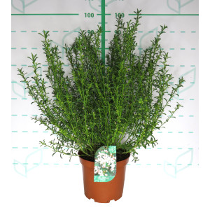 Eriostemon myoporoides 10L 40/50