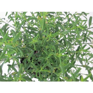 Eriostemon myoporoides 3L 35/45