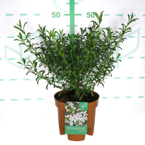 Eriostemon myoporoides 3L 35/45