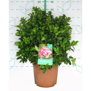 Escallonia laevis "Pink Elle" ® 10L 40/50