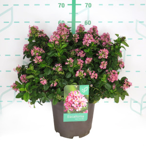 Escallonia laevis "Pink Elle" ® 10L 40/50