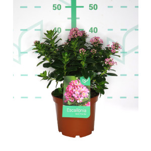 Escallonia laevis "Pink Elle" ® 3L 20/30