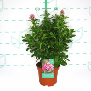 Escallonia laevis "Pink Elle" ® 3L 20/30