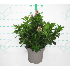 Escallonia laevis "Pink Elle" ® 5L