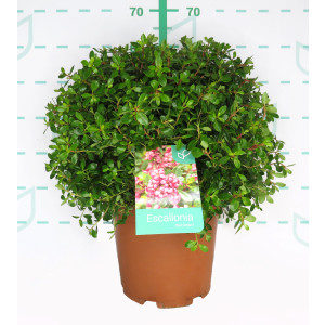 Escallonia "Red Dream" 10L 20/25