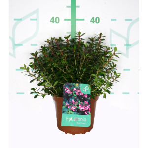 Escallonia "Red Dream" 2.5L 15/20