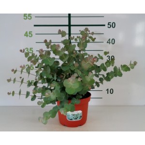 Eucalyptus gunnii "Silverana" ® 2.5L 20/30