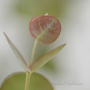Eucalyptus gunni "France Bleu" 10L 160/190