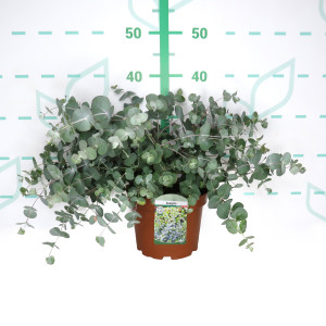 Eucalyptus "Silver Dollar" 3L 20/25