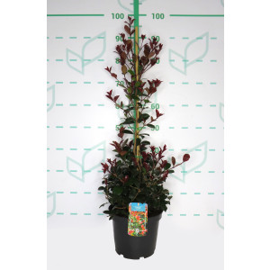 Eugenia "Etna Fire" 5L 1 Tutor 100