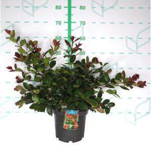 Eugenia "Etna Fire" ® 5L 30/40
