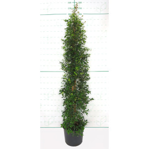 Eugenia myrtifolia 20L 1 Tutor 180  160/180