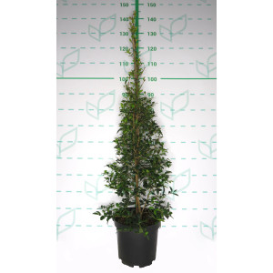 Eugenia myrtifolia 7.5L 1 Tutor 100/120