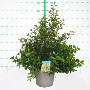 Eugenia myrtifolia "Newport" 5L 30/40