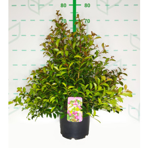 Eugenia myrtifolia "Newport" 5L 30/40