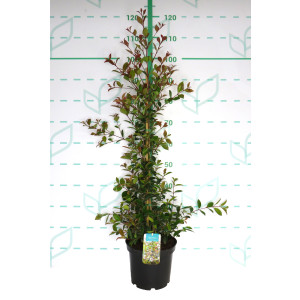 Eugenia myrtifolia "Newport" 5L 1 Tutor 100