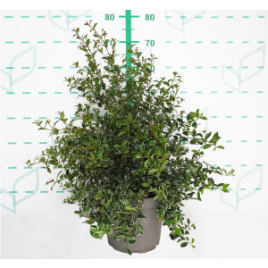 Eugenia myrtifolia "Variegata" 5L 30/40