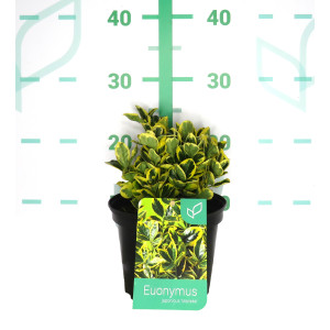 Euonymus japonicus "Marieke" 2L 15/20