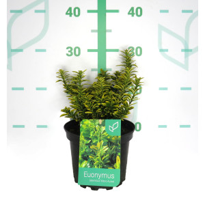 Euonymus japonicus "Micro Aurea" 2L 15/20