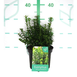 Euonymus japonicus "Microphyllum" 2L 15/20