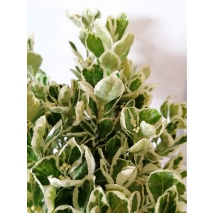Euonymus japonicus "Kathy" 5L 20/25