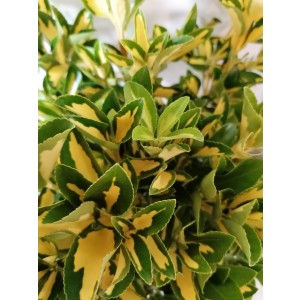 Euonymus japonicus "Picta Luna" 5L 20/30