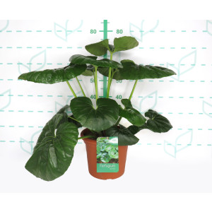 Farfugium japonicum "Arctic Jungle" ® 10L Deco 50/60